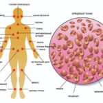 Межклеточный матрикс: что это и почему важен