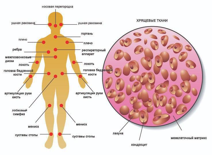 Межклеточный матрикс: что это и почему важен