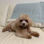 Тоша: Здоровье, красота и уход за любимым питомцем