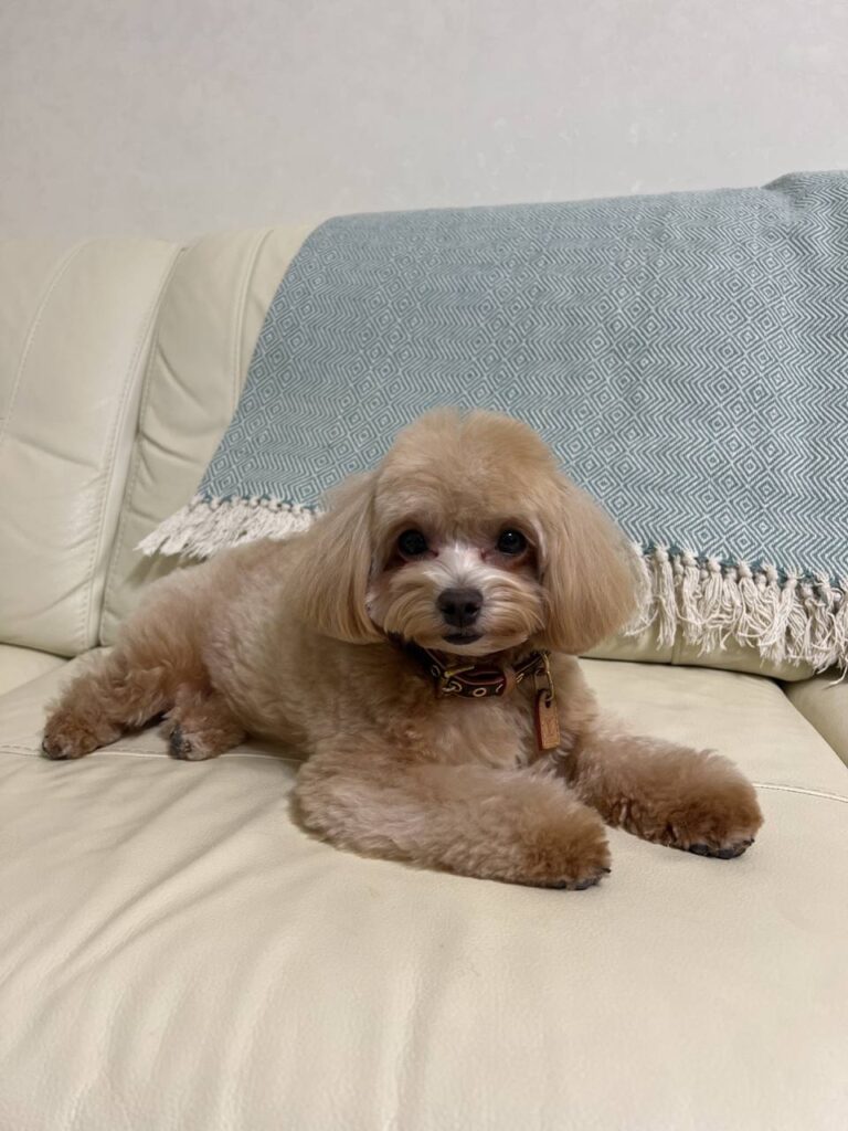 Тоша: Здоровье, красота и уход за любимым питомцем