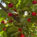 Сезон ягод: как правильно включить их в рацион