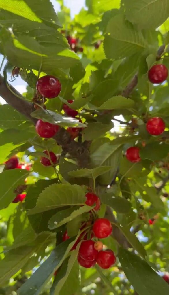 Сезон ягод: как правильно включить их в рацион