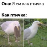 Дзен в диетологии: Здоровье и Красота без Запретов