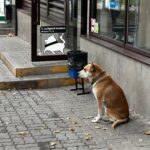 Место для ног: как выжить высоким пассажирам