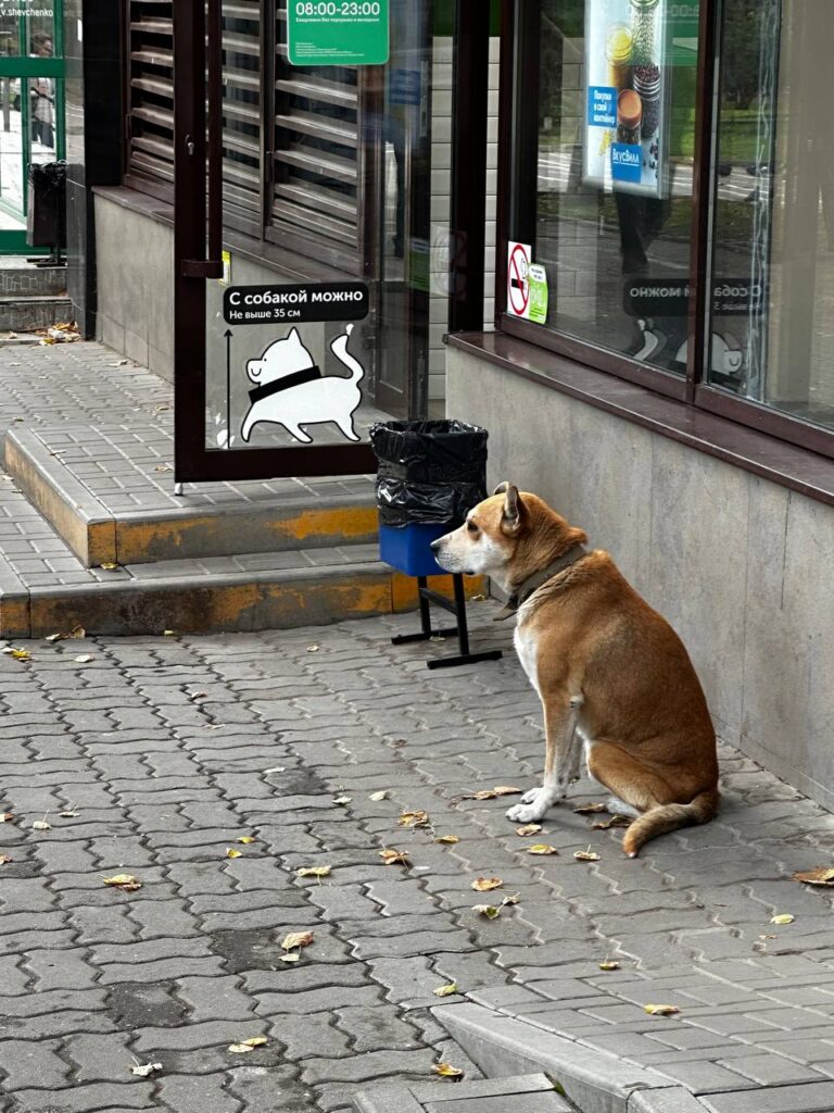 Место для ног: как выжить высоким пассажирам