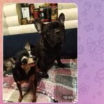 Фотографии домашних любимцев: радость и тепло