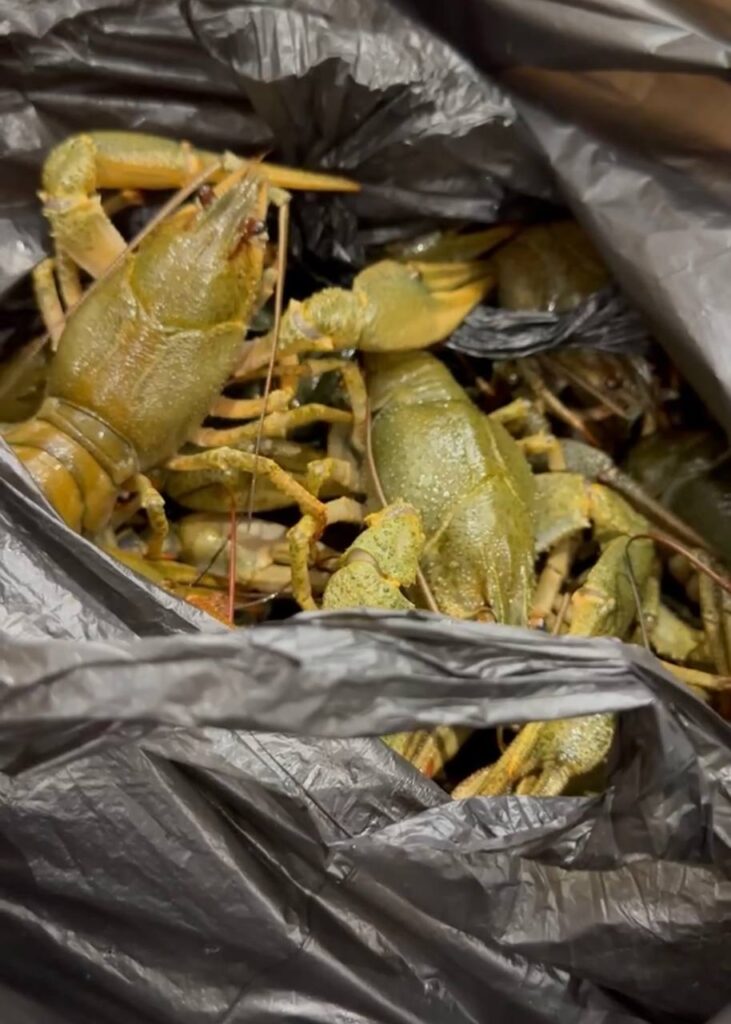 Варим раков: вкус детства и польза продукта