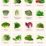 Листовые овощи: кладезь здоровья и красоты