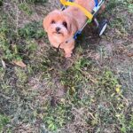 Тоша: Путь к здоровью и счастью после экструзии позвоночника