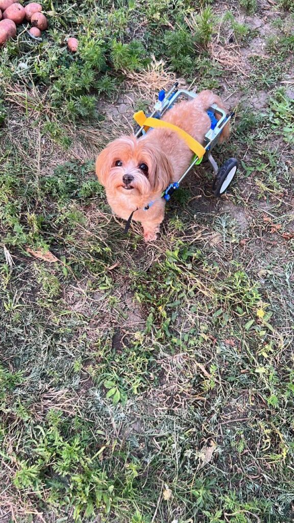 Тоша: Путь к здоровью и счастью после экструзии позвоночника