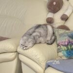 Разовые переедания и здоровый образ жизни: как оставаться в гармонии