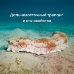 Дальневосточный трепанг: Секреты здоровья из глубин океана