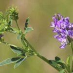 Люцерна: Королева трав для здоровья и красоты! 🌿✨ Узнайте все секреты!