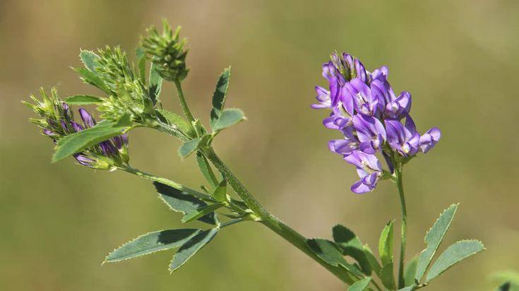 Люцерна: Королева трав для здоровья и красоты! 🌿✨ Узнайте все секреты!