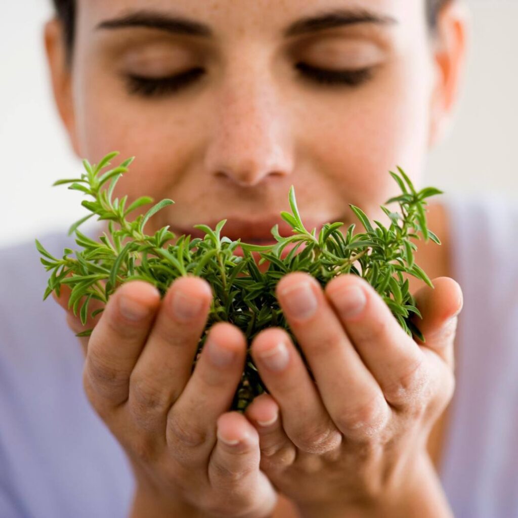 Травяные настои AURORA: Ваш путь к здоровью и гармонии с природой